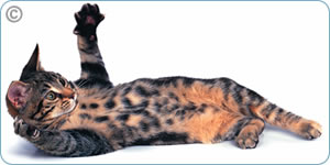 zoetis feline vaccines