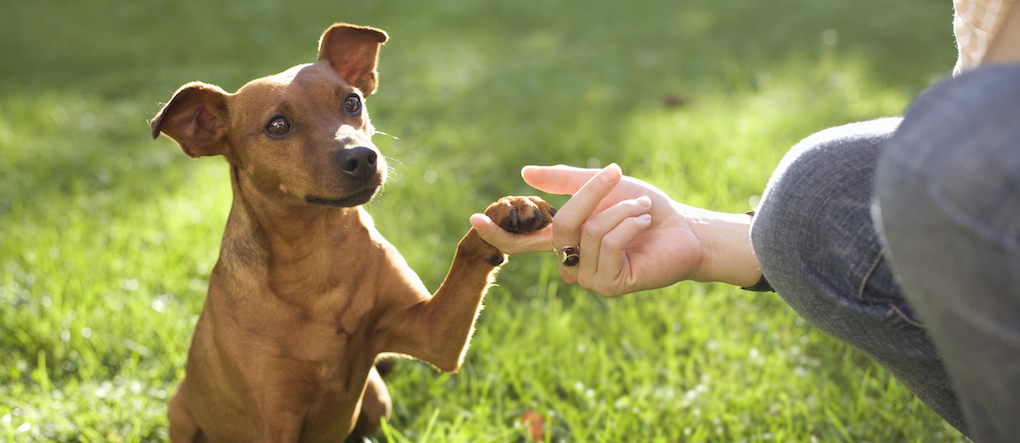 Zoetis - Species Dogs Home | Zoetis ZA