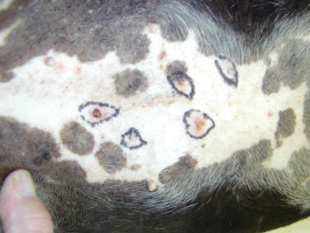 Solar Induced Skin Cancer